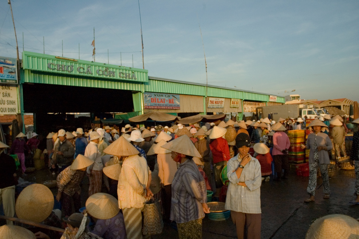 Chợ cá ven biển buổi sáng — nơi mực được đưa lên bờ