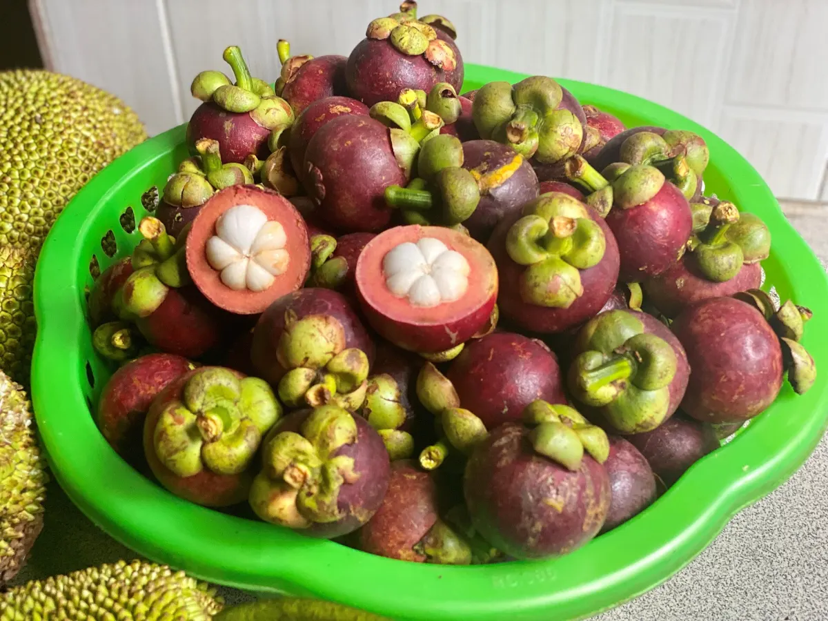 Mùa Trái Cây Đức Linh – Tánh Linh: Sầu Riêng Tà Pứa Và Măng Cụt Trồng Xen