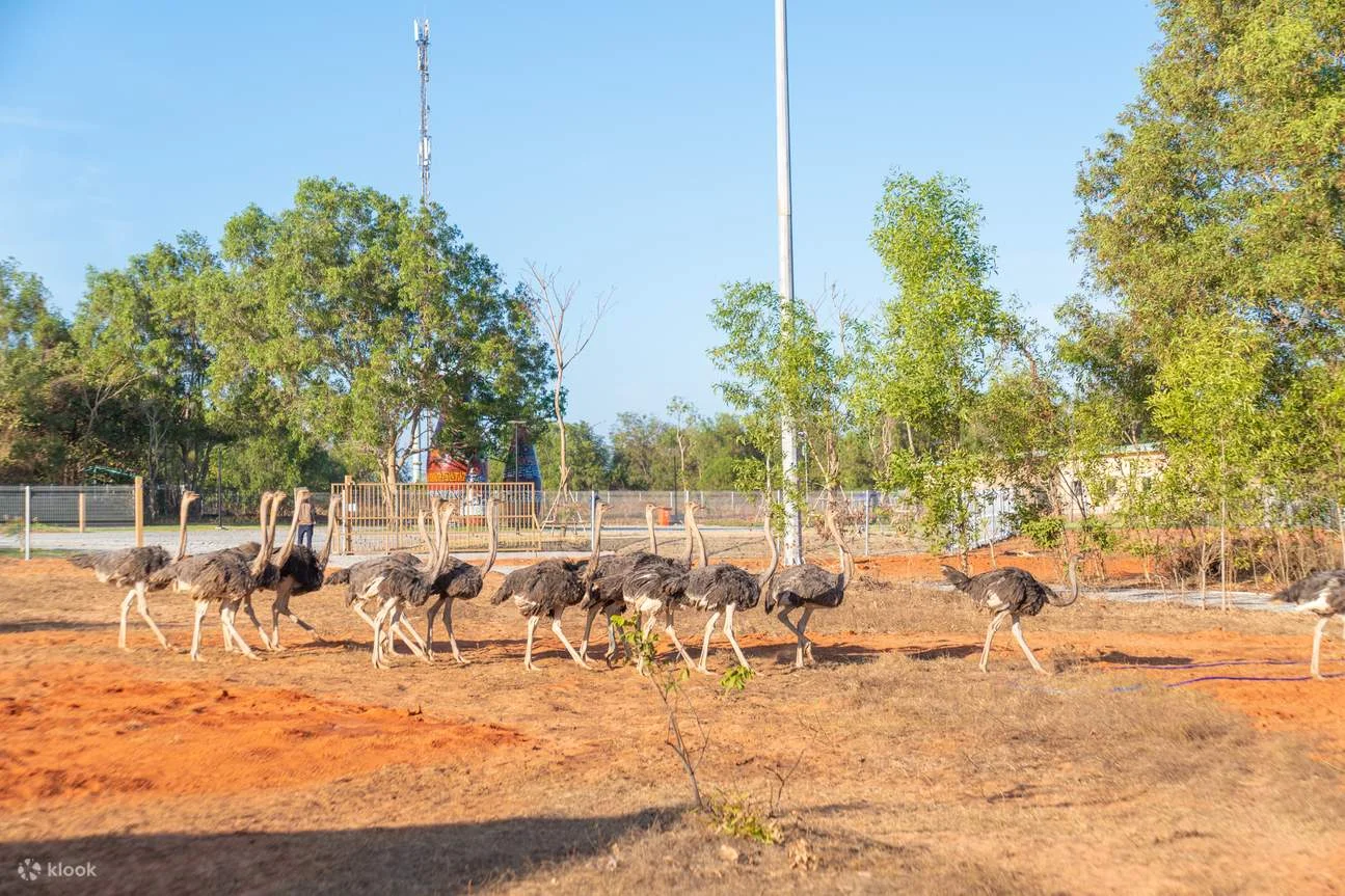 Đàn thú tại khu Safari Cafe NovaWorld Phan Thiết